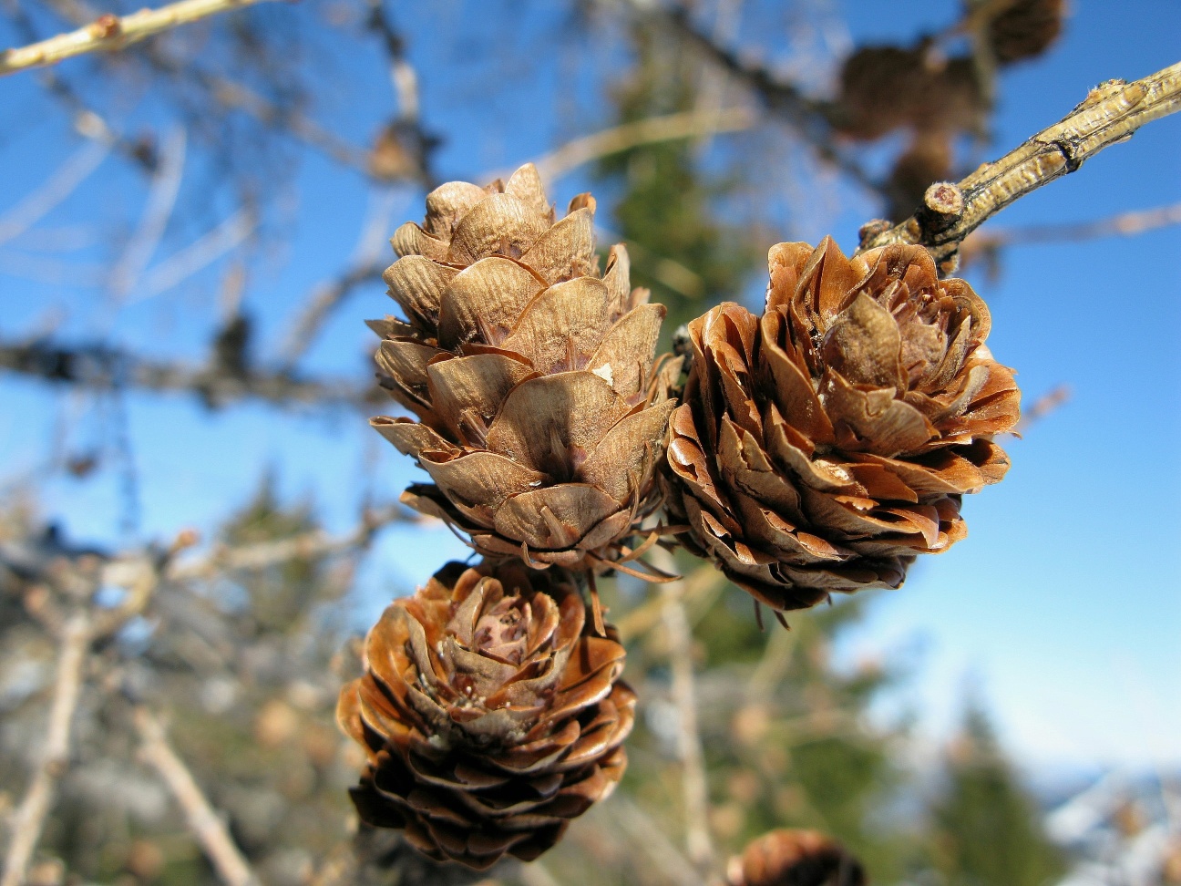 Larix × eurokurilensis
