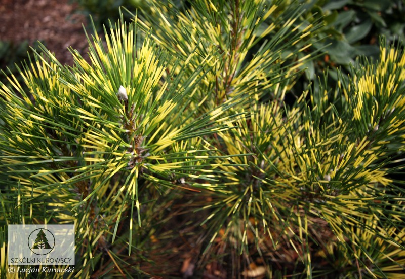 Pinus × densithunbergii