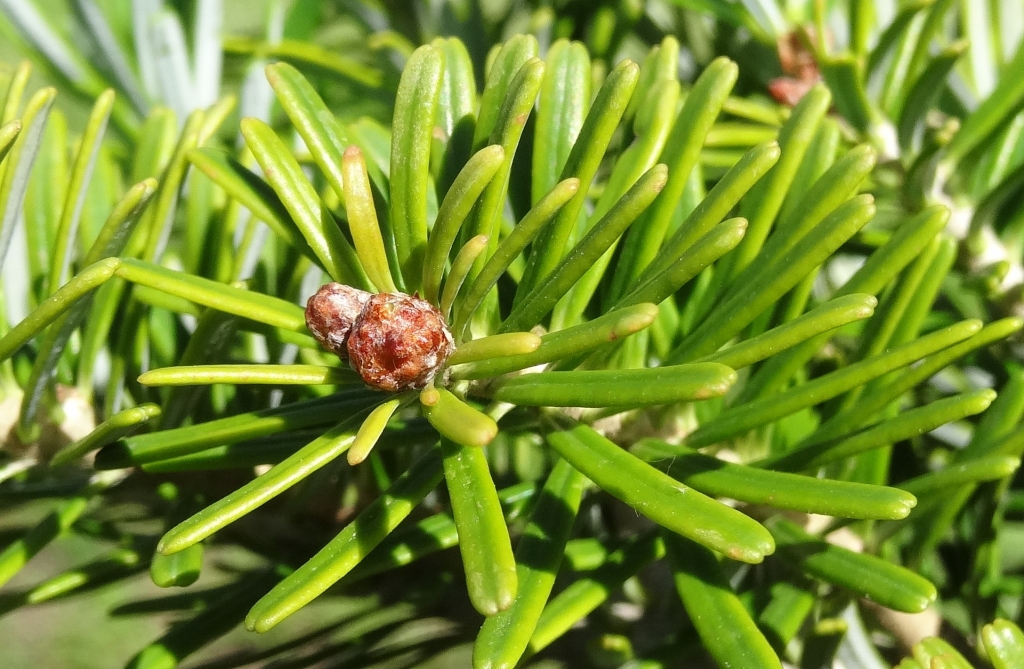 Abies x arnoldiana