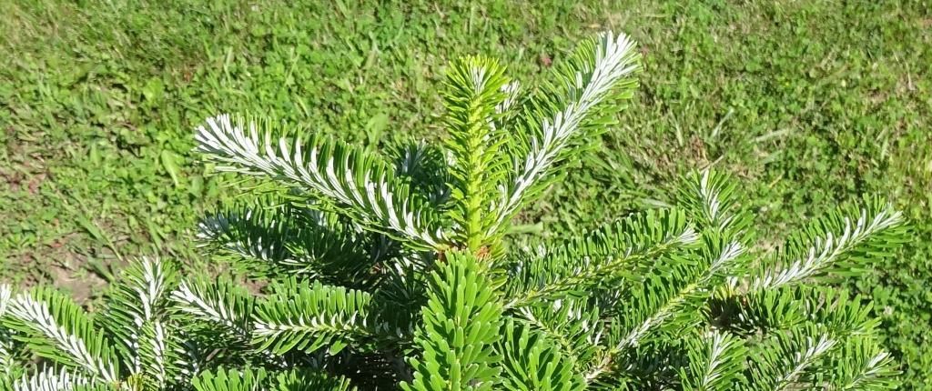 Abies x arnoldiana