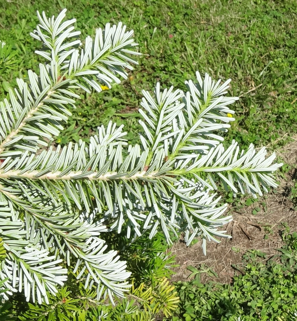 Abies x arnoldiana
