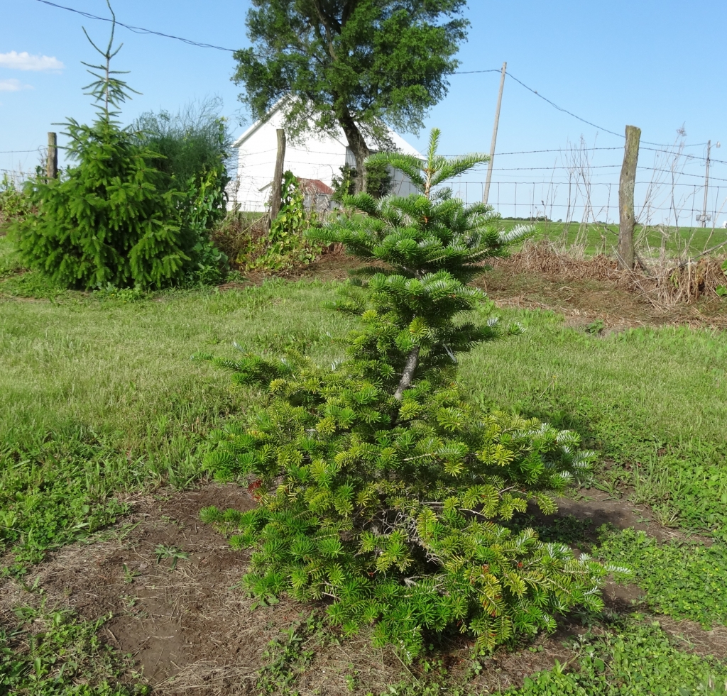 Abies x arnoldiana