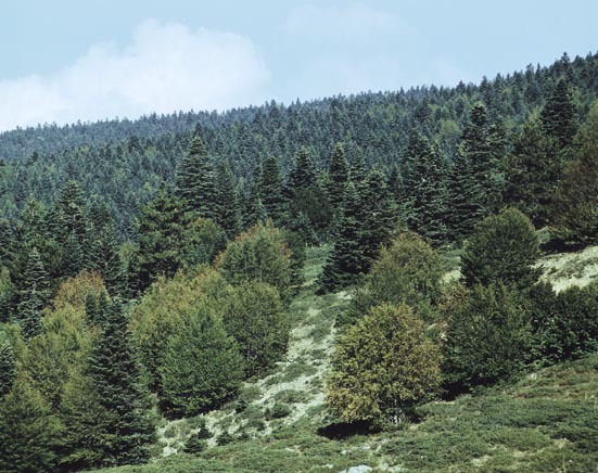 Abies nordmanniana subsp. equi-trojani