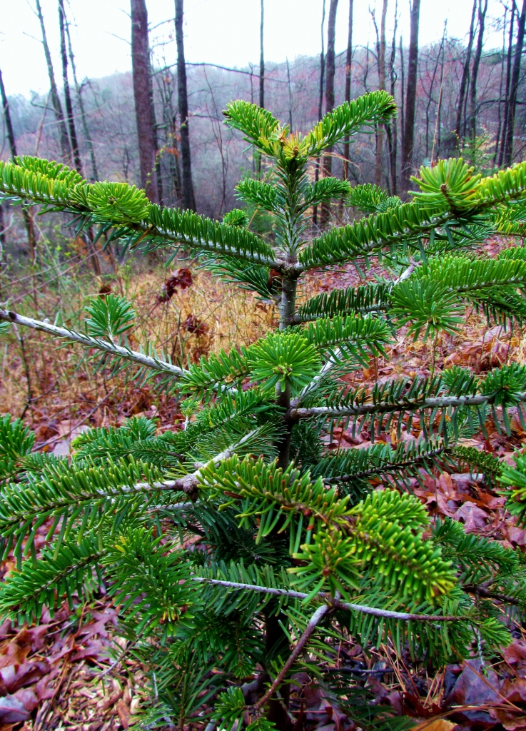 Abies nordmanniana subsp. equi-trojani