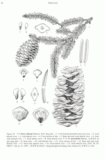 Picea wilsonii
