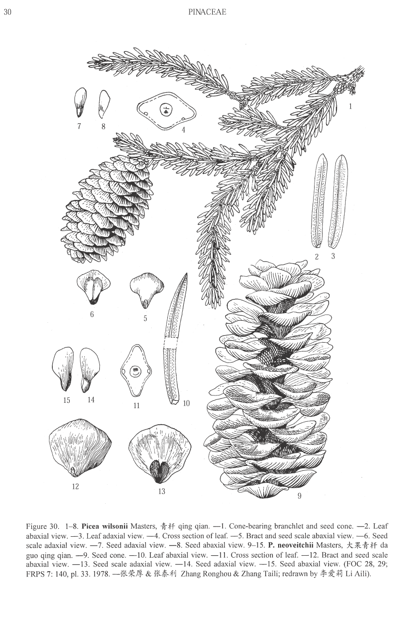 Picea wilsonii