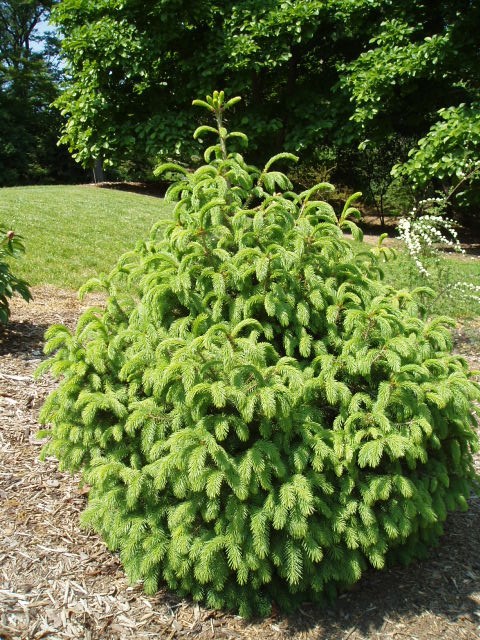 Picea wilsonii