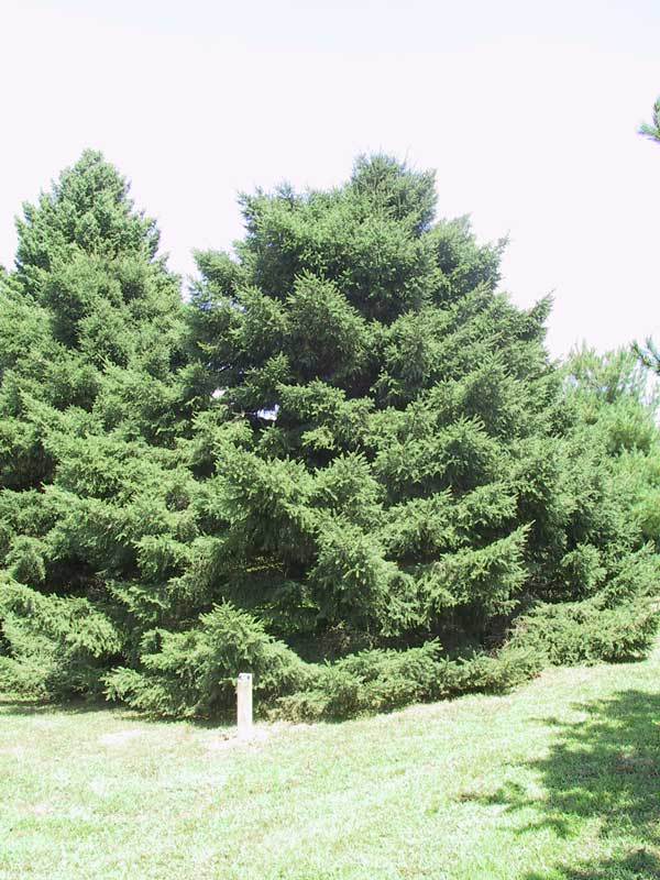 Picea wilsonii