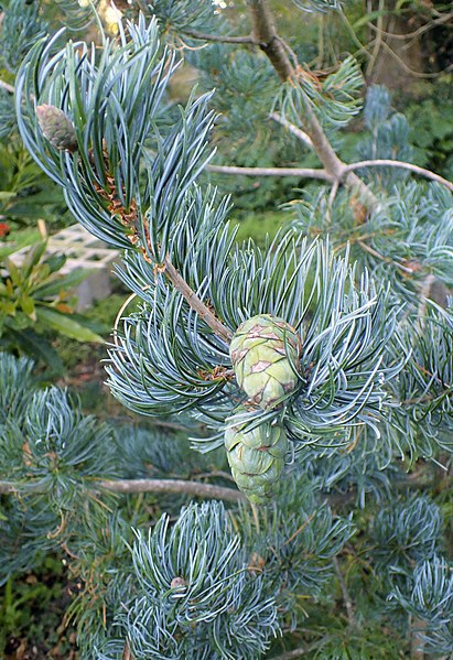 Pinus wangii