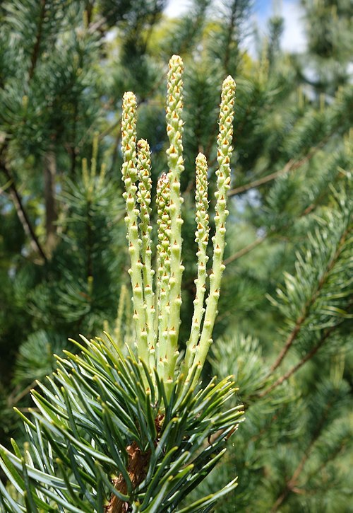 Pinus wangii