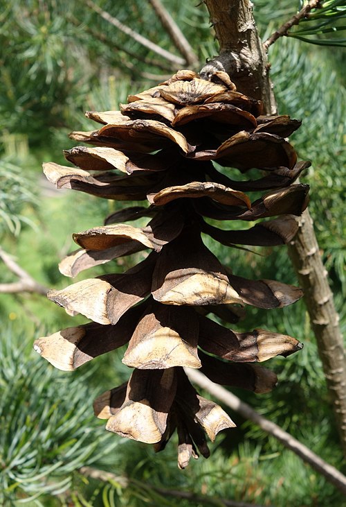 Pinus wangii