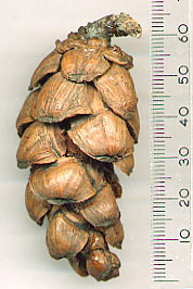 Pinus wangii