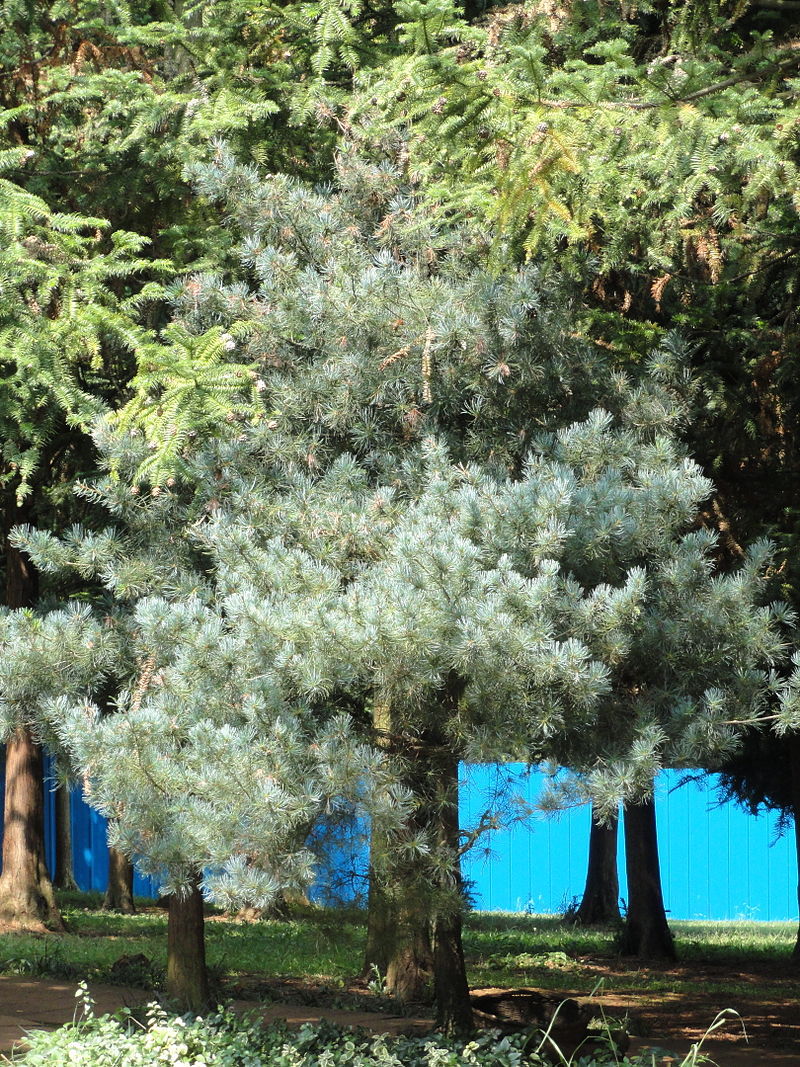 Pinus wangii
