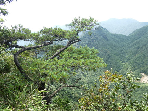 Pinus wangii