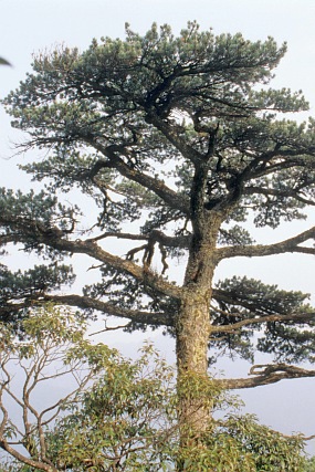 Pinus wangii