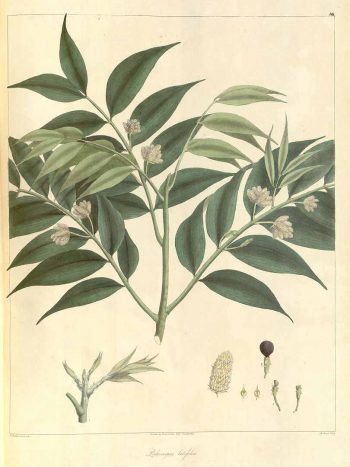 Nageia wallichiana