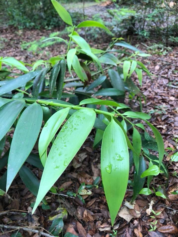 Nageia wallichiana