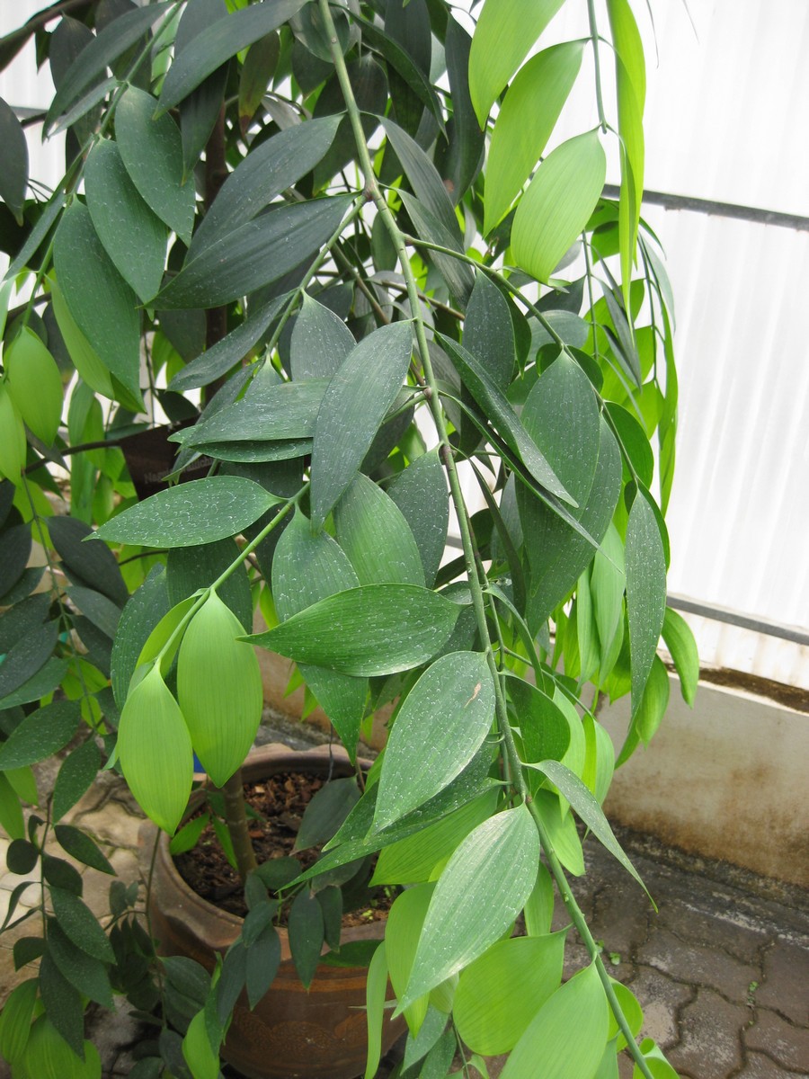 Nageia wallichiana