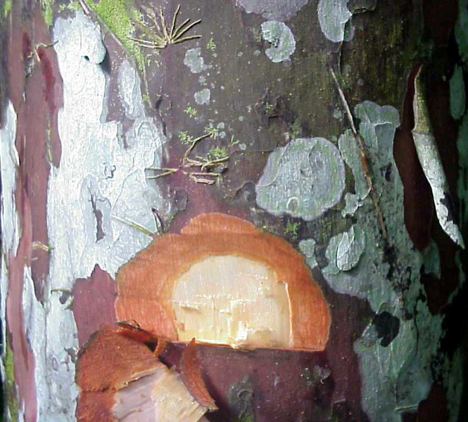 Nageia wallichiana
