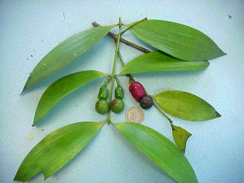 Nageia wallichiana