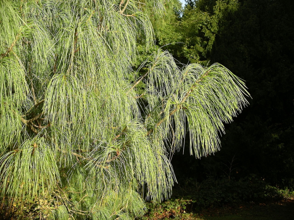 Pinus wallichiana