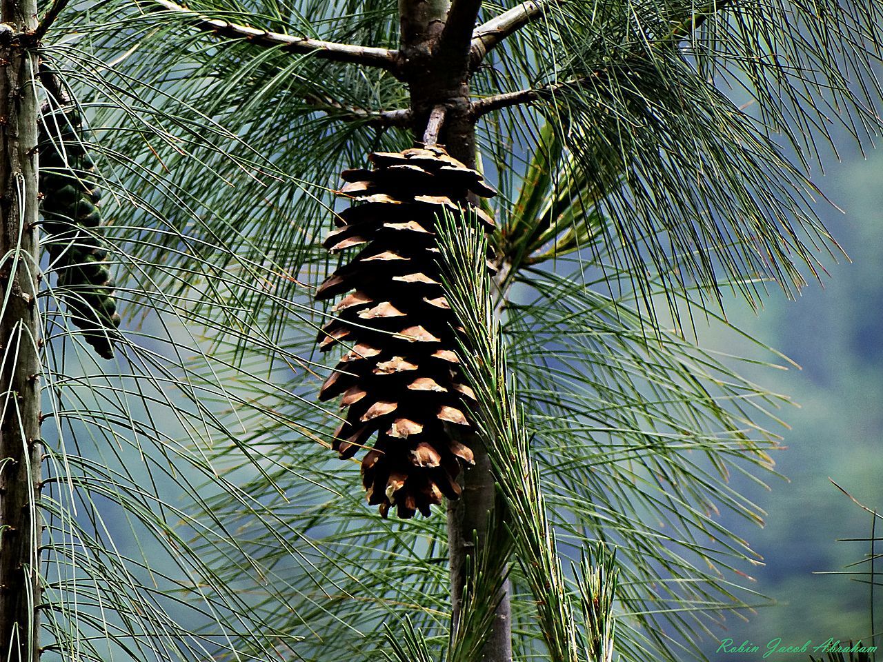 Pinus wallichiana
