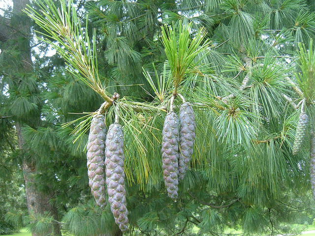 Pinus wallichiana