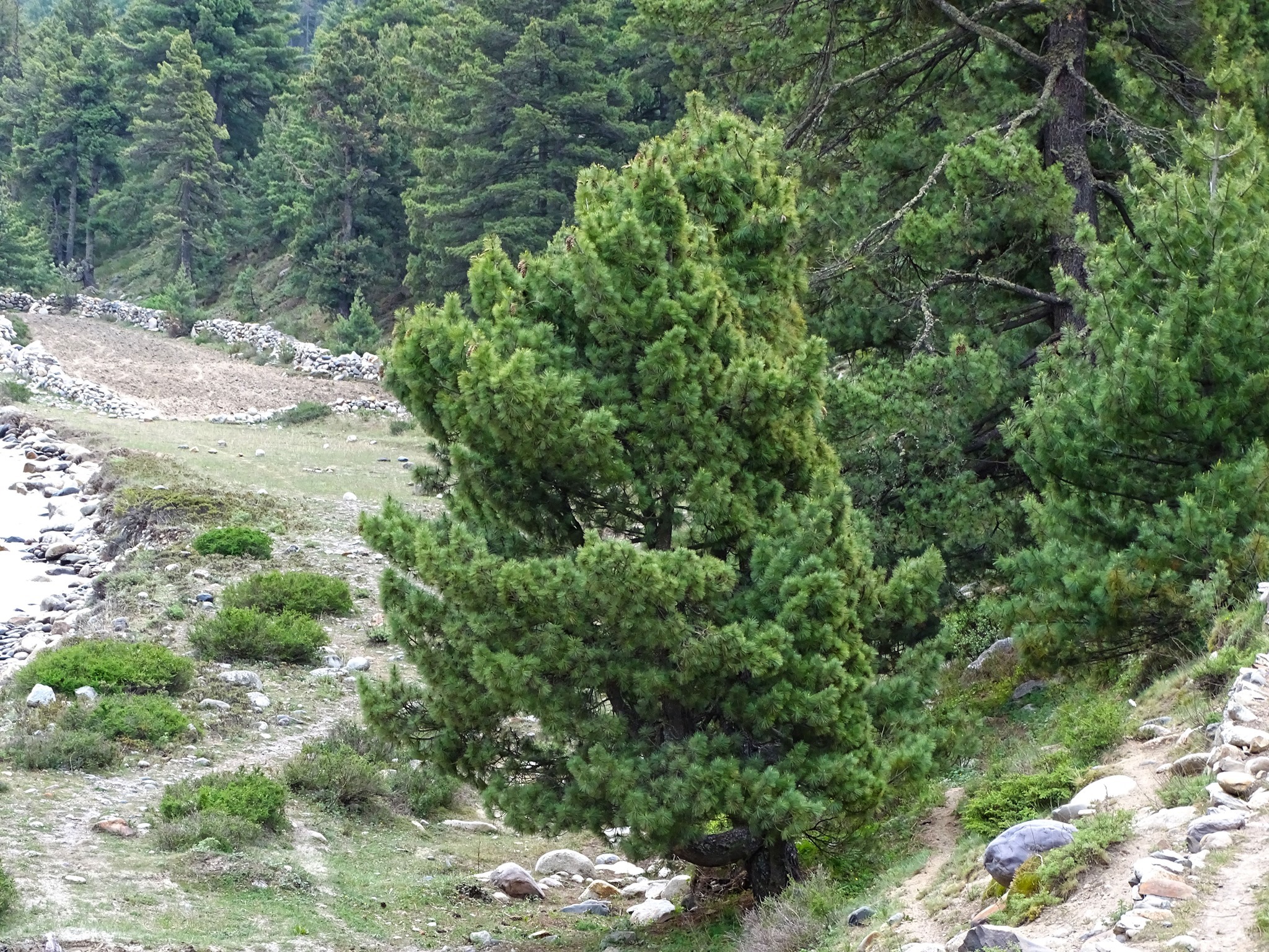 Pinus wallichiana