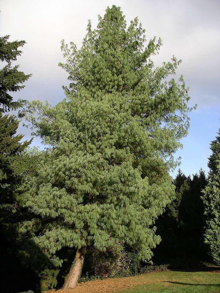 Pinus wallichiana