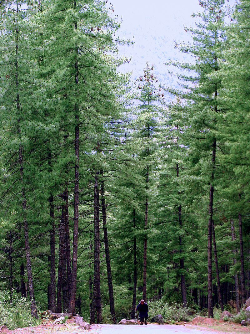 Pinus wallichiana