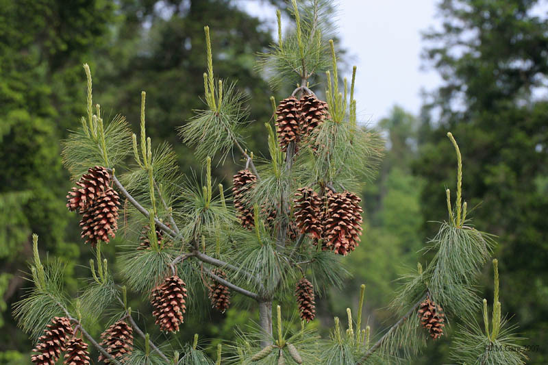Pinus wallichiana