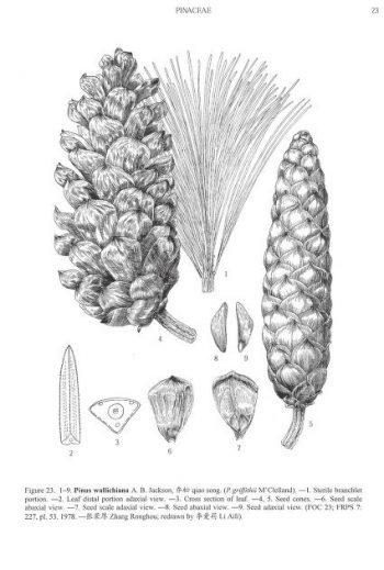 Pinus wallichiana