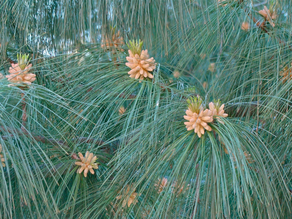 Pinus wallichiana