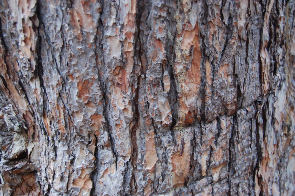 Pinus wallichiana
