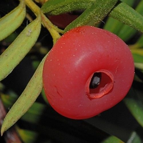 Taxus wallichiana