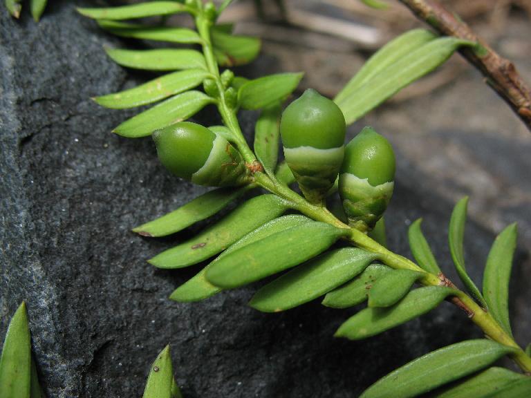 Taxus wallichiana