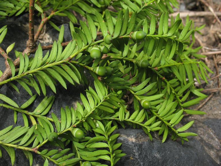 Taxus wallichiana