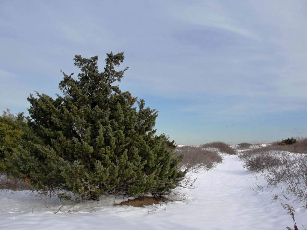 Juniperus virginiana
