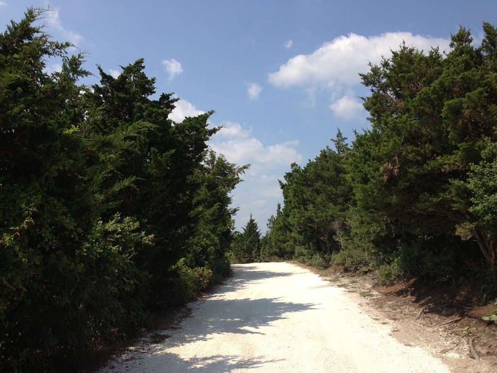 Juniperus virginiana
