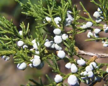 Juniperus virginiana