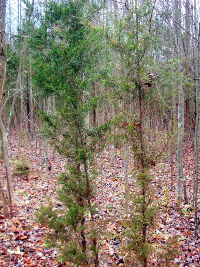 Juniperus virginiana
