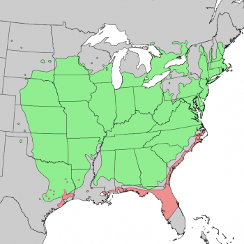 Juniperus virginiana