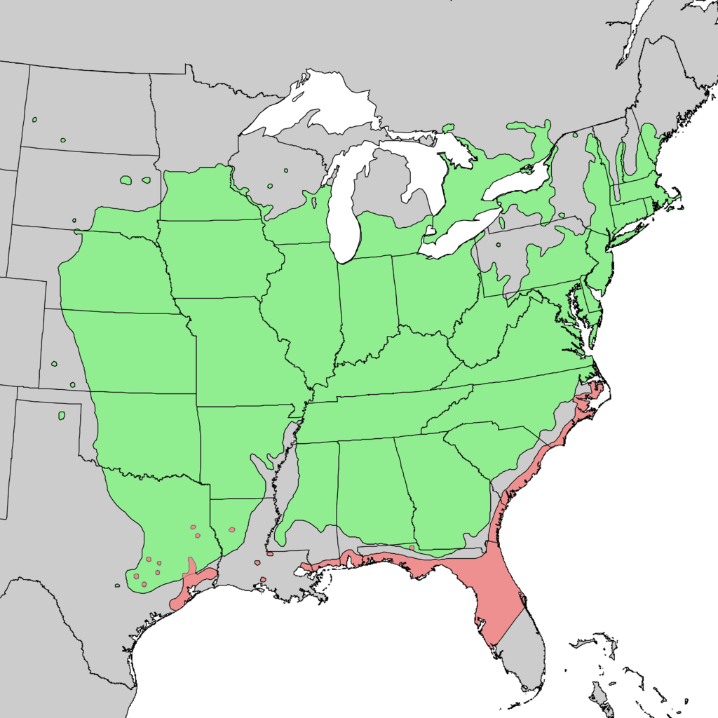 Juniperus virginiana