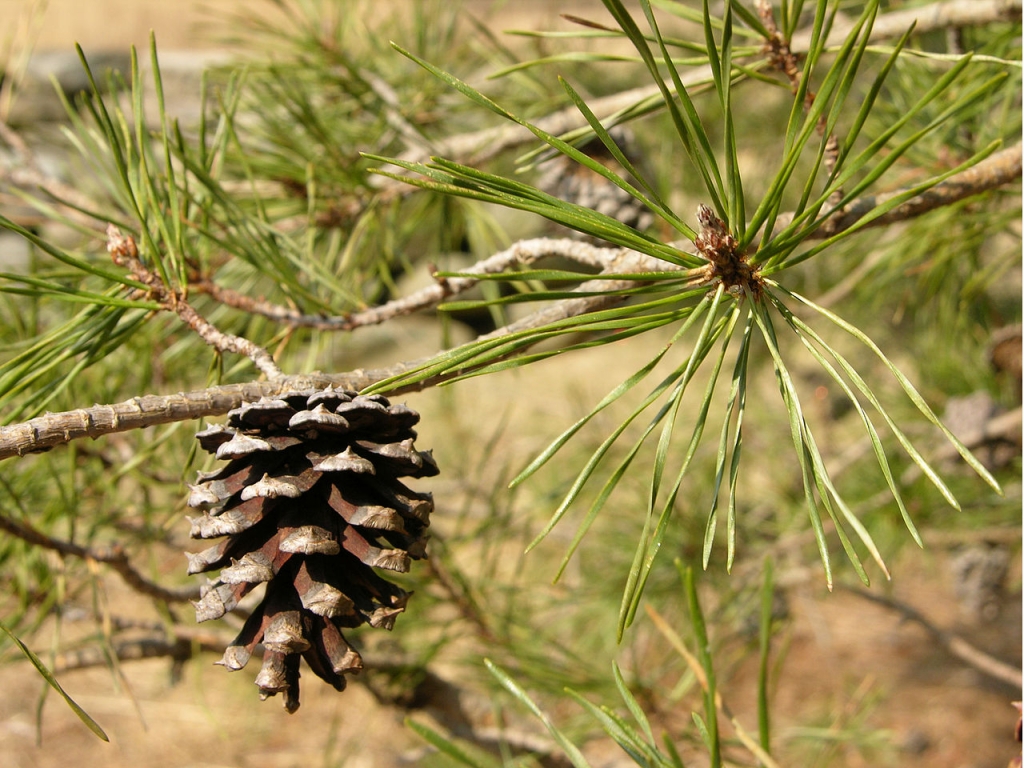 Pinus virginiana