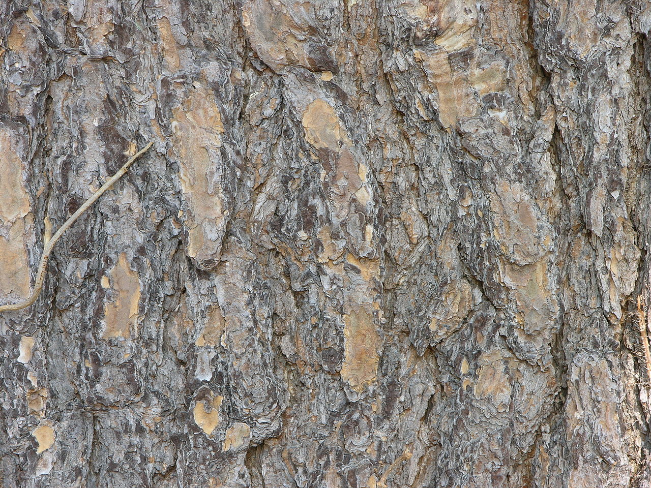 Pinus virginiana