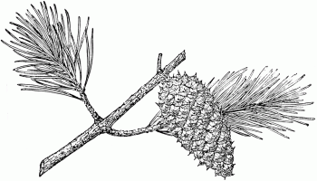 Pinus virginiana