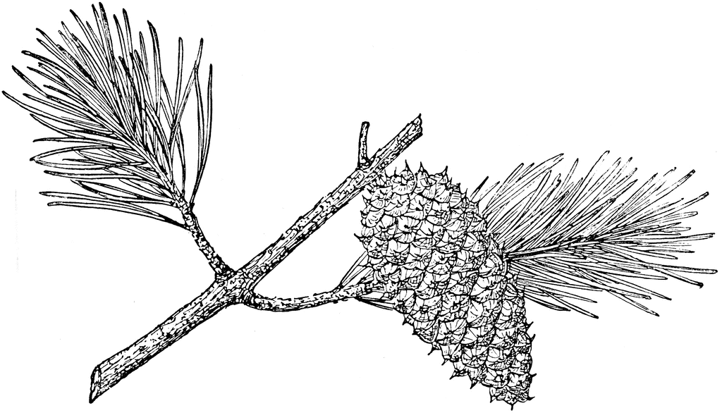Pinus virginiana