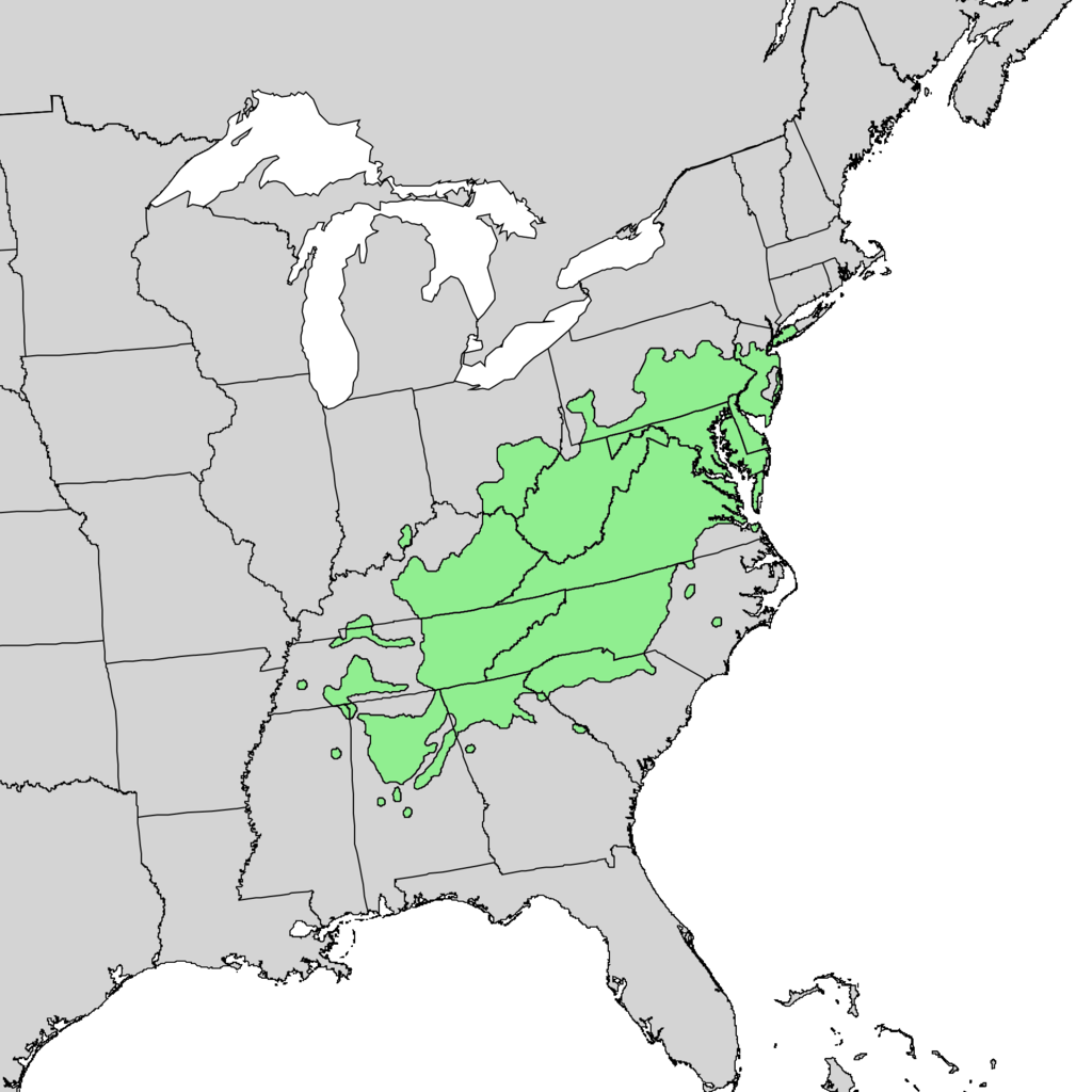 Pinus virginiana