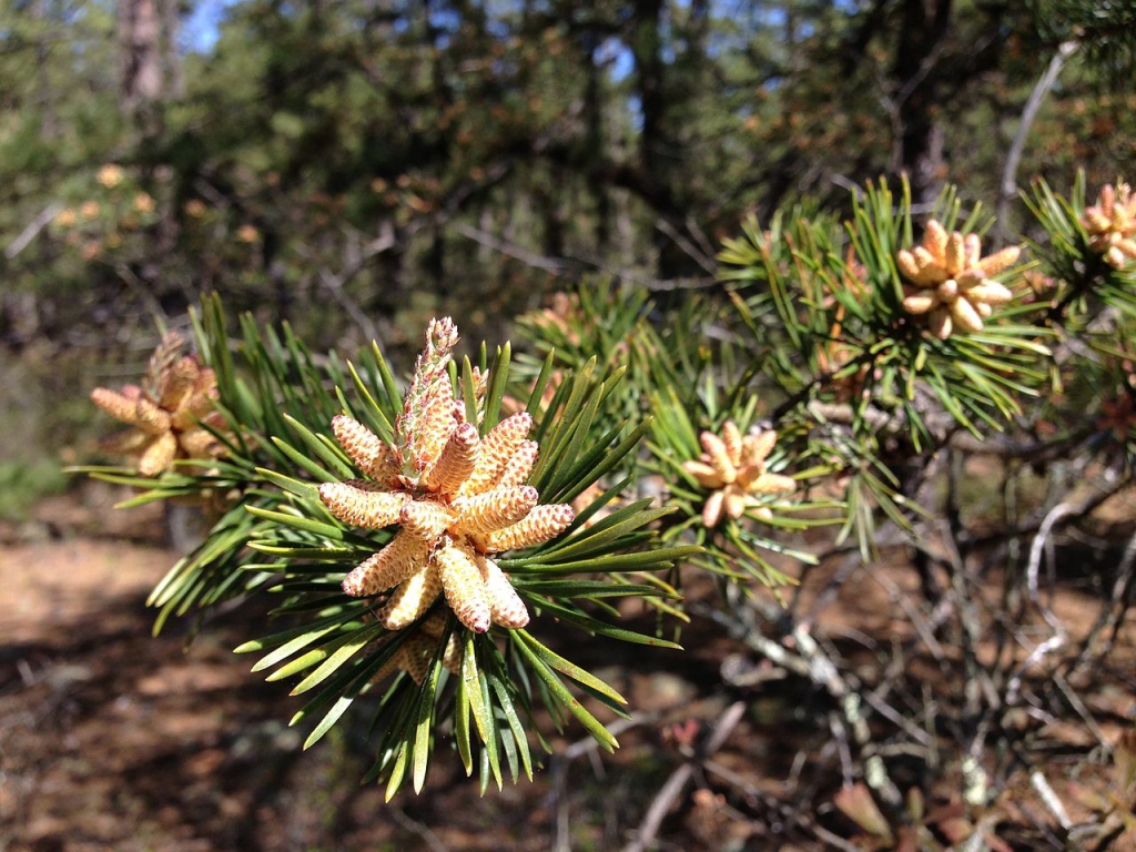 Pinus virginiana