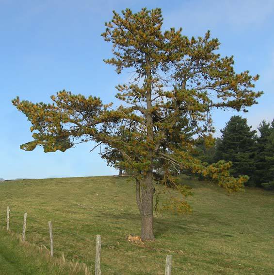 Pinus virginiana